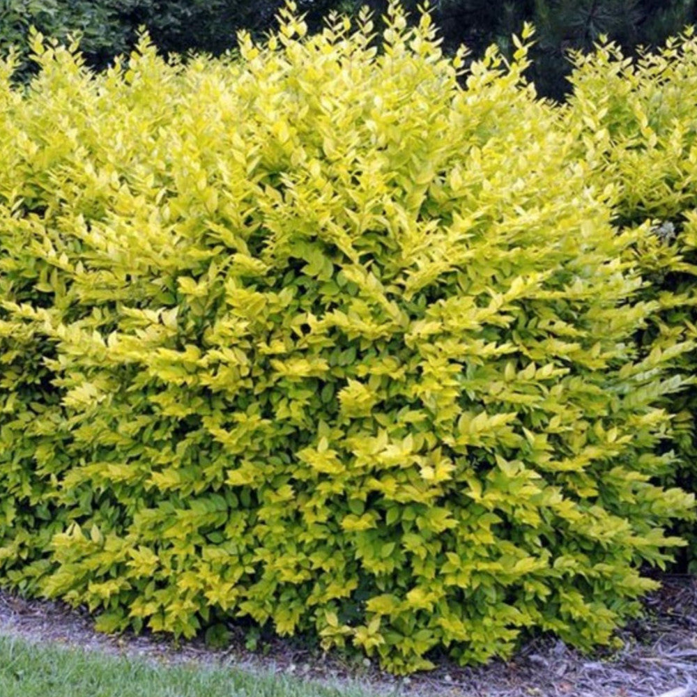 Ligustrum Aureum (9cm)