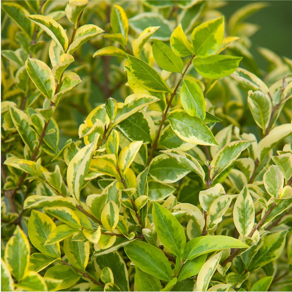 Ligustrum Aureum (9cm)