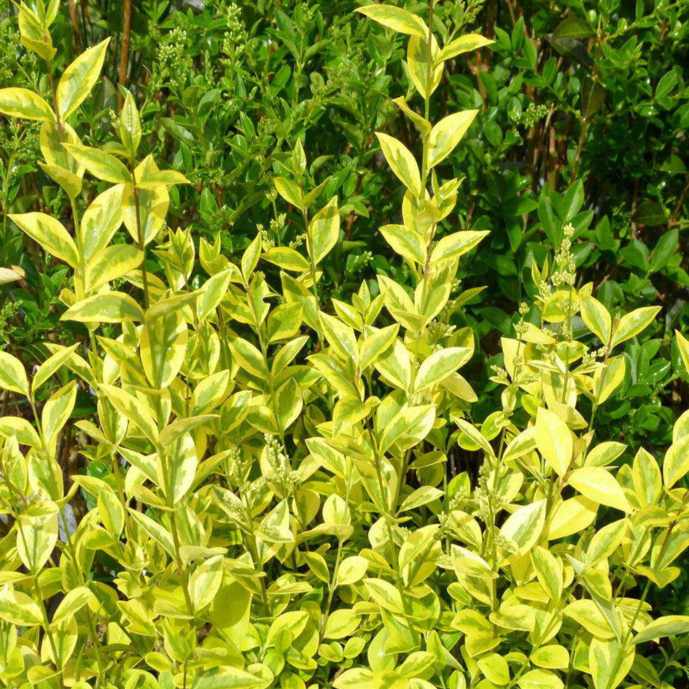 Ligustrum Aureum (9cm)