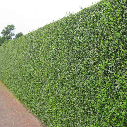 Ligustrum Ovalifolium
