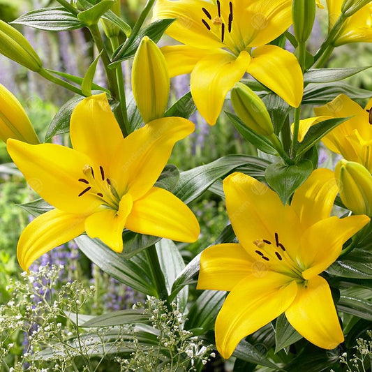 Lilies Yellow County -MASTER-