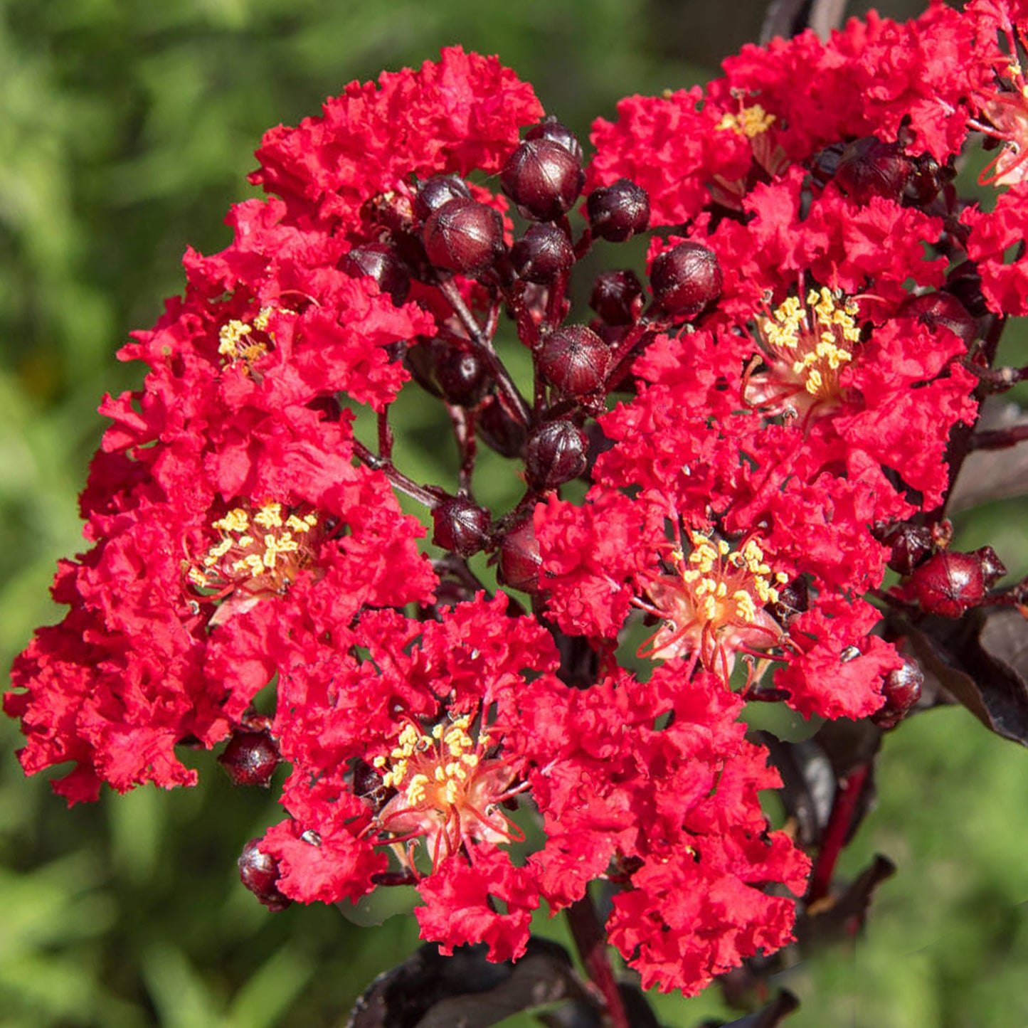 Lagerstroemia Red Magic