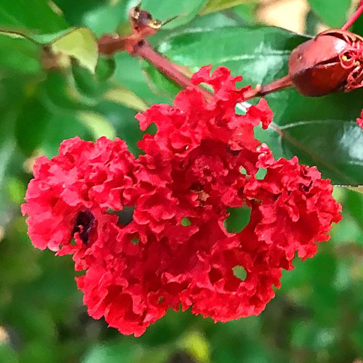 Lagerstroemia Red Magic