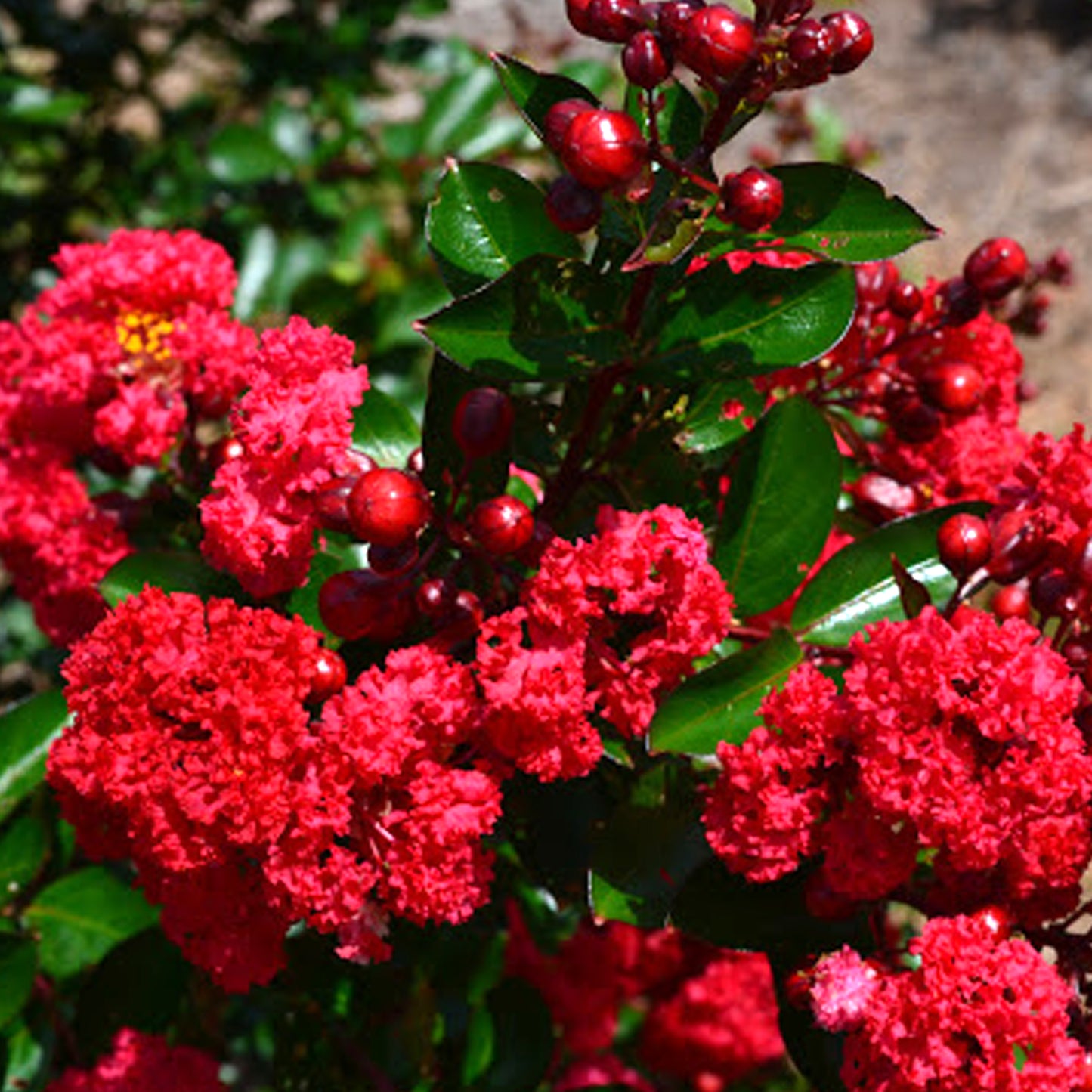 Lagerstroemia Red Magic