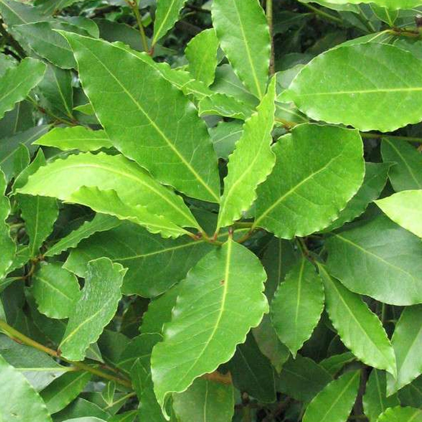 Laurus Nobilis