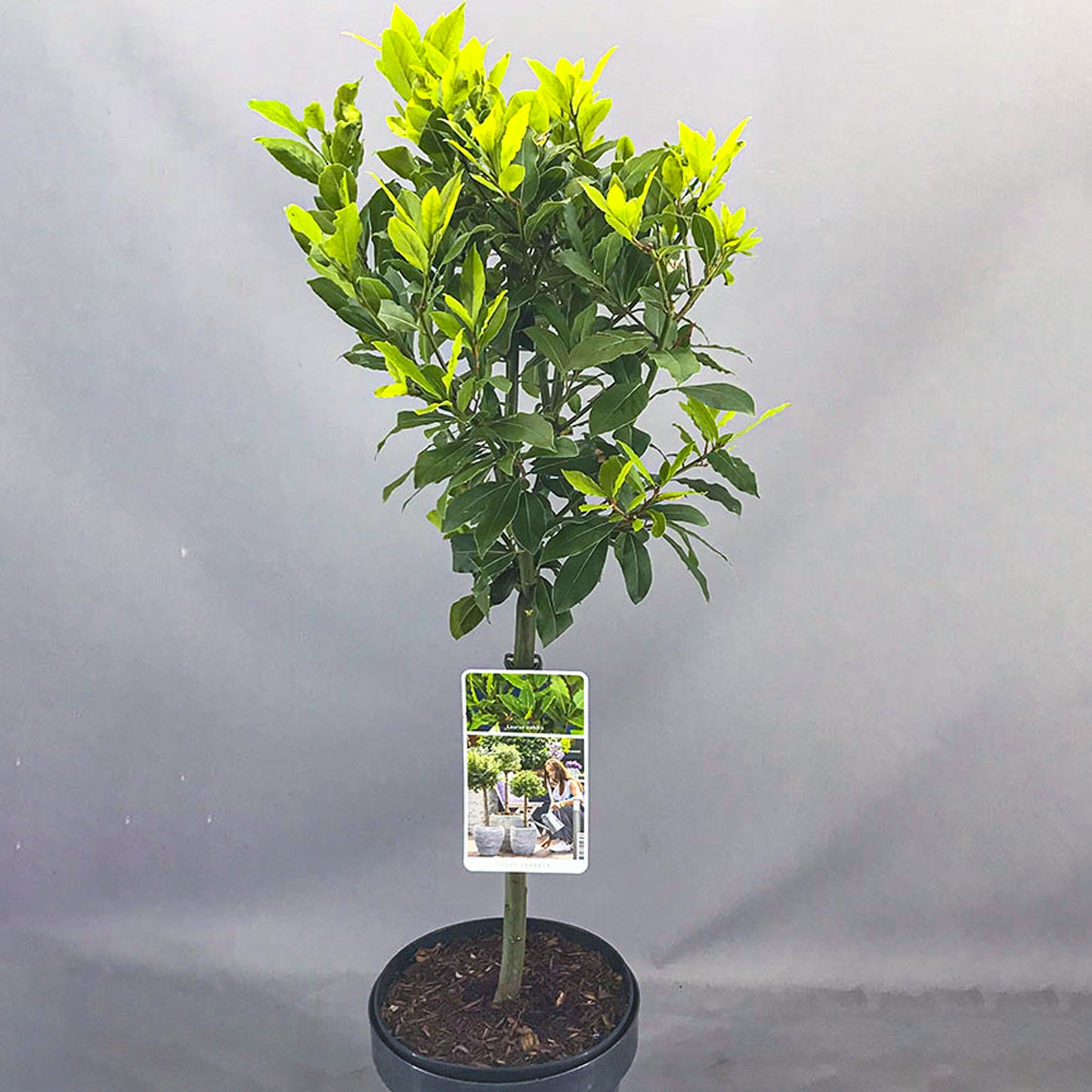 Laurus Nobilis Patio Tree