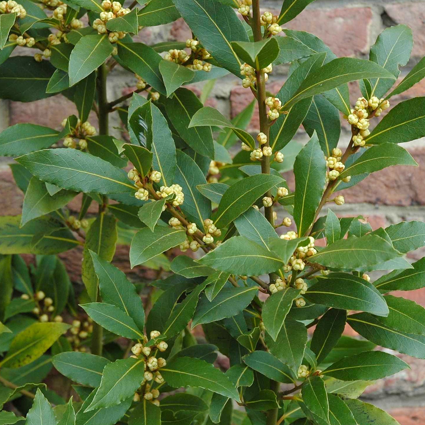 Laurus Nobilis Patio Tree