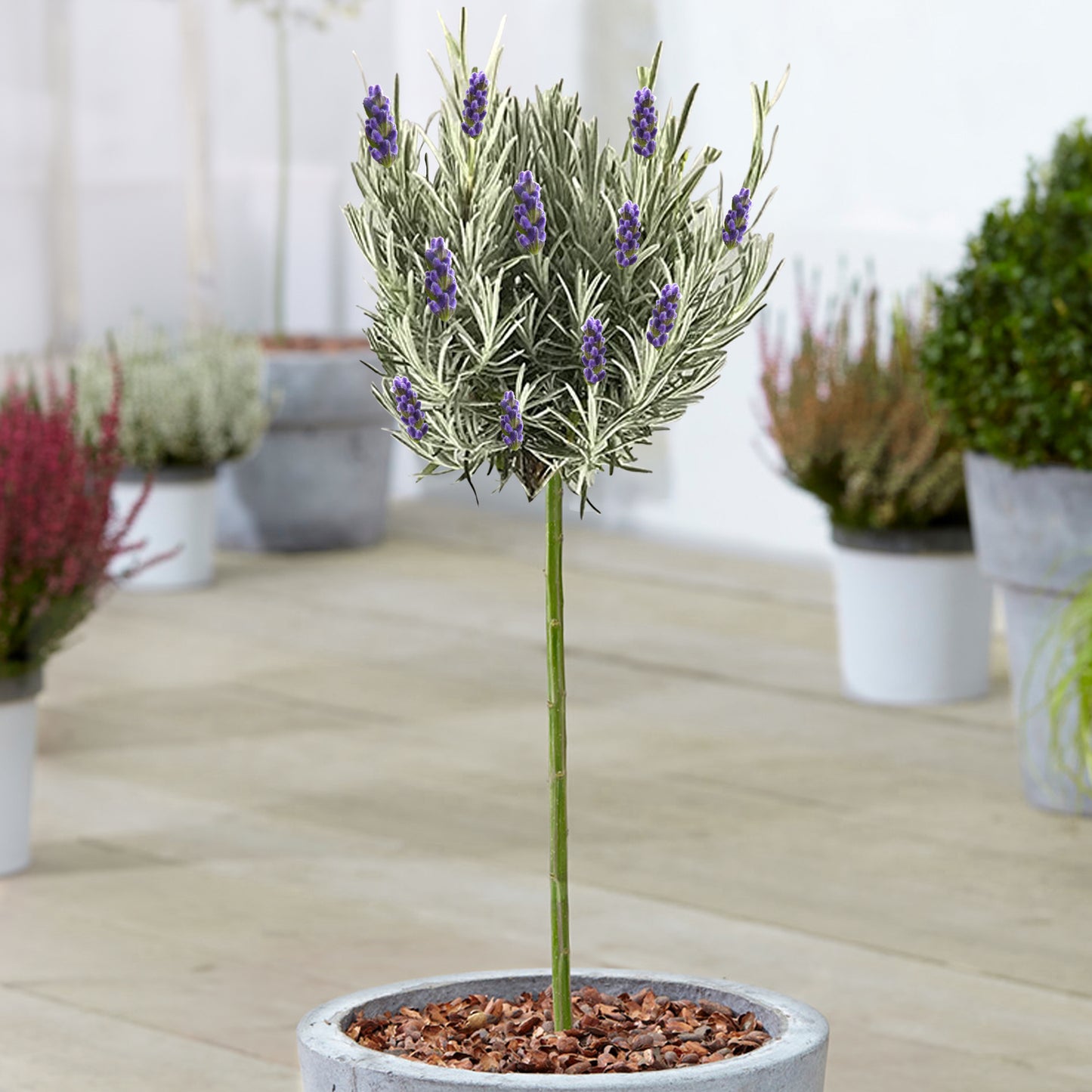 Lavender Munstead Patio Tree