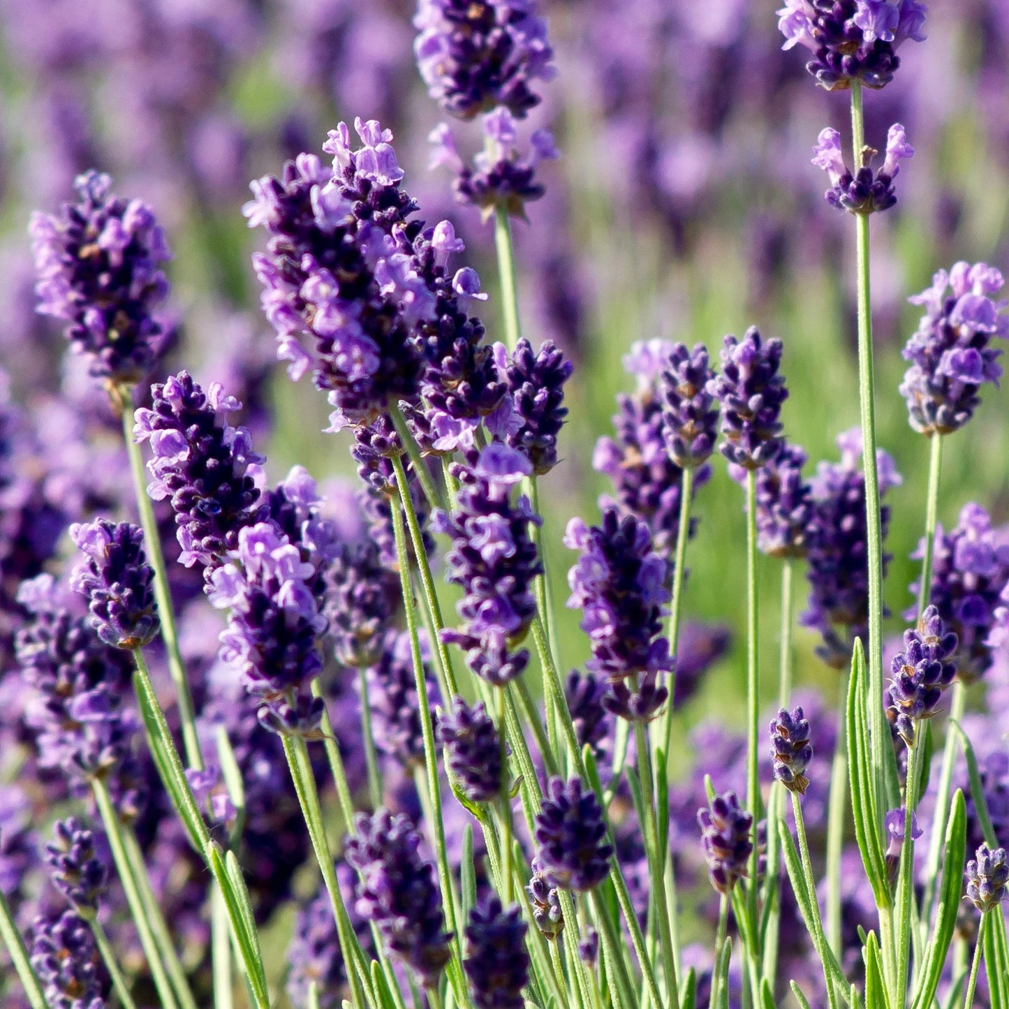 Lavender Munstead Patio Tree