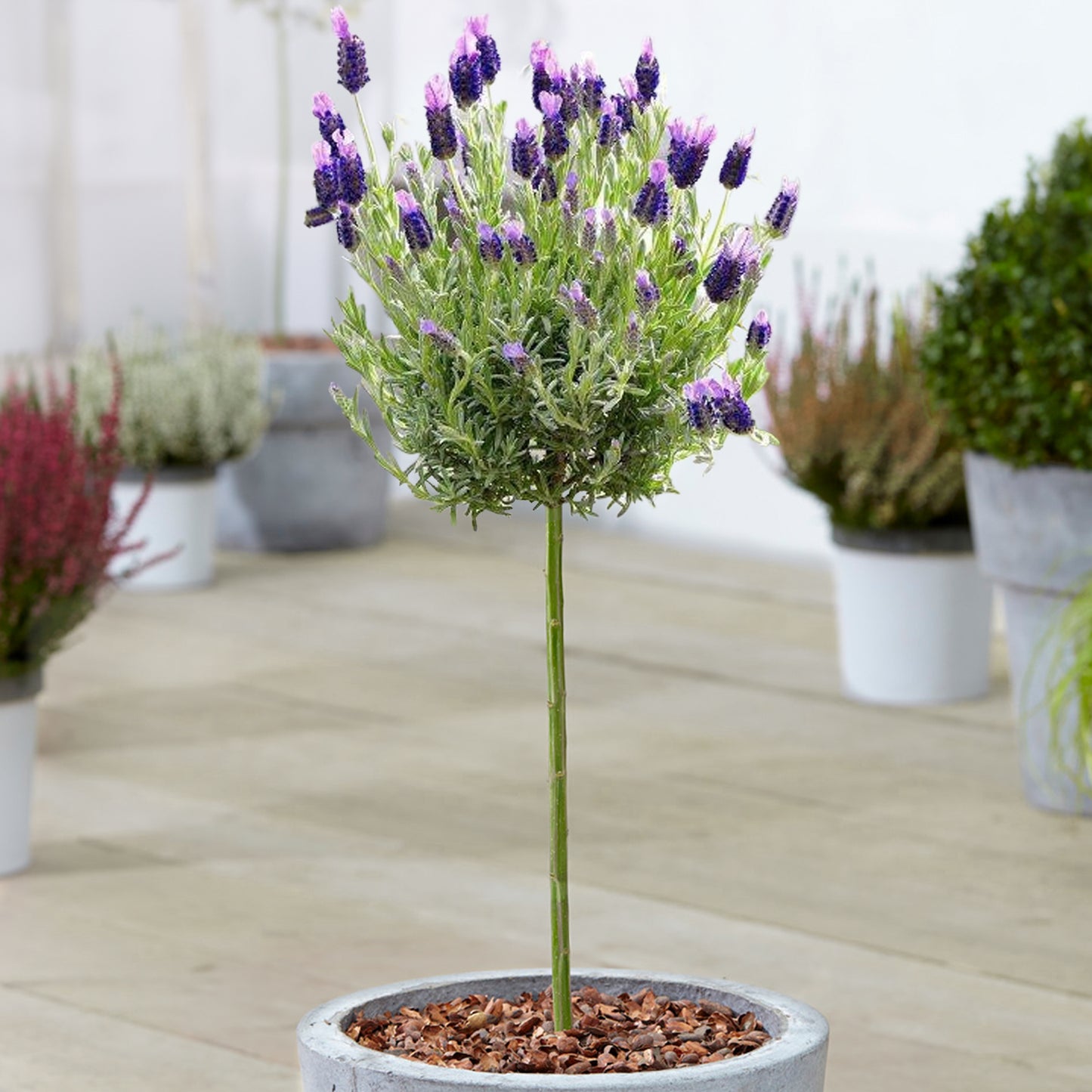 Lavender Anouk Patio Tree