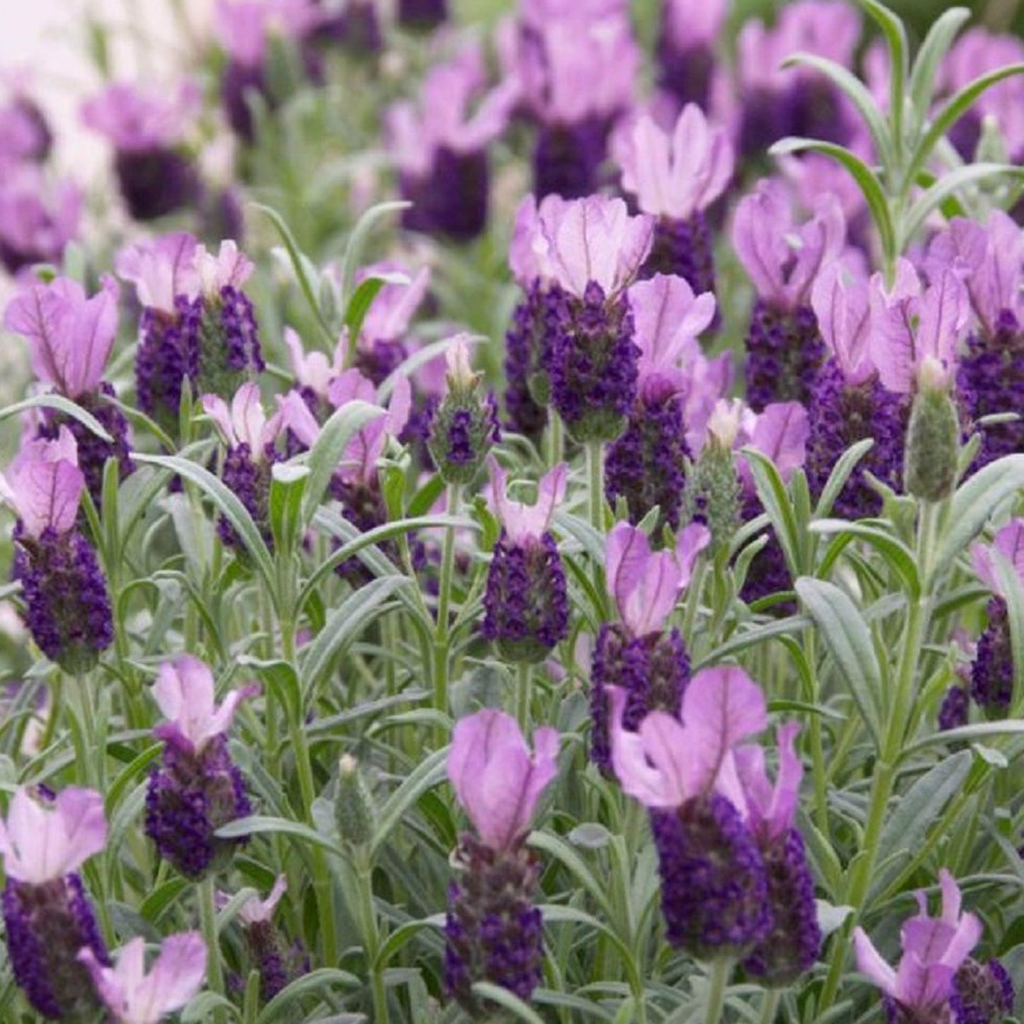 Lavender Anouk Patio Tree