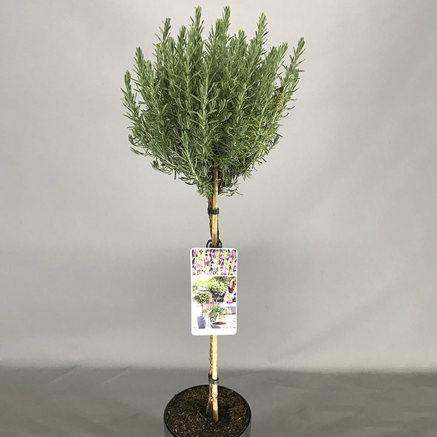 Lavender Anouk Patio Tree