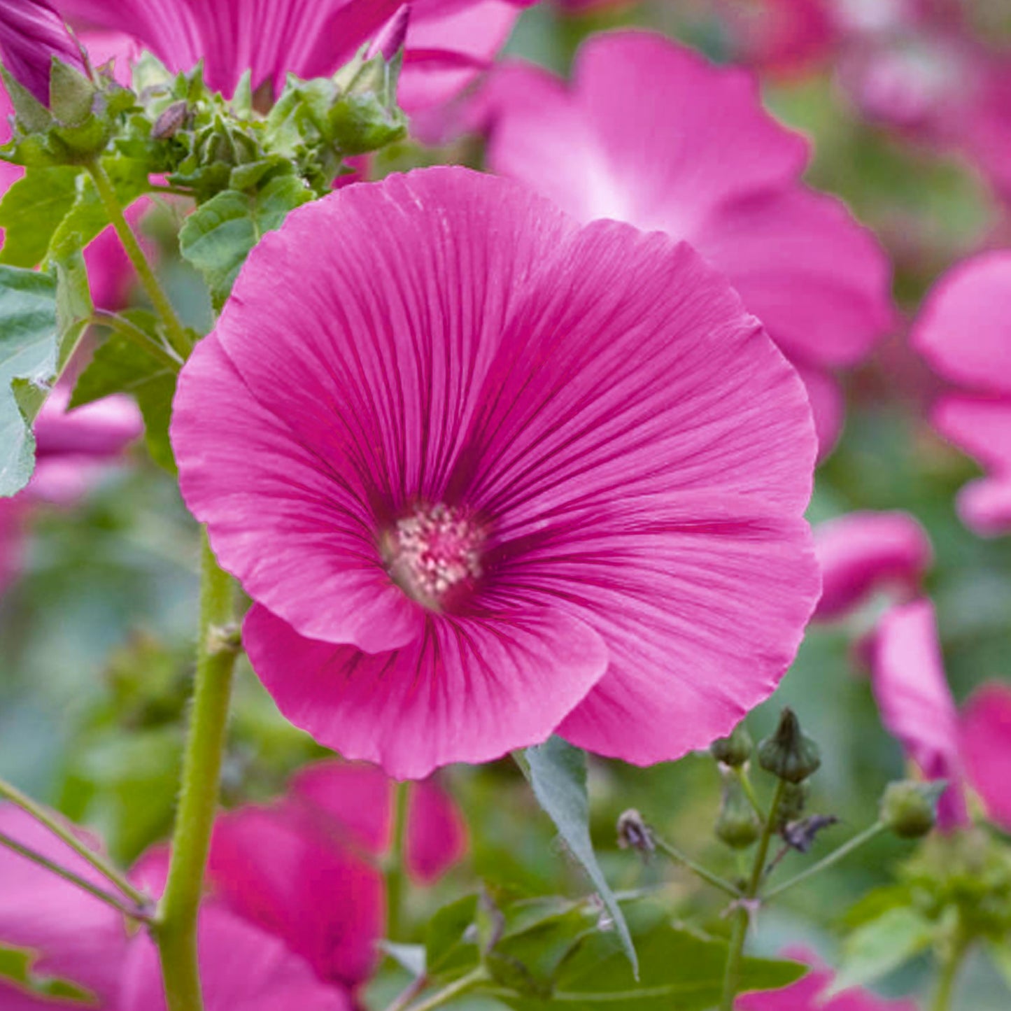 Lavatera Ruby Star