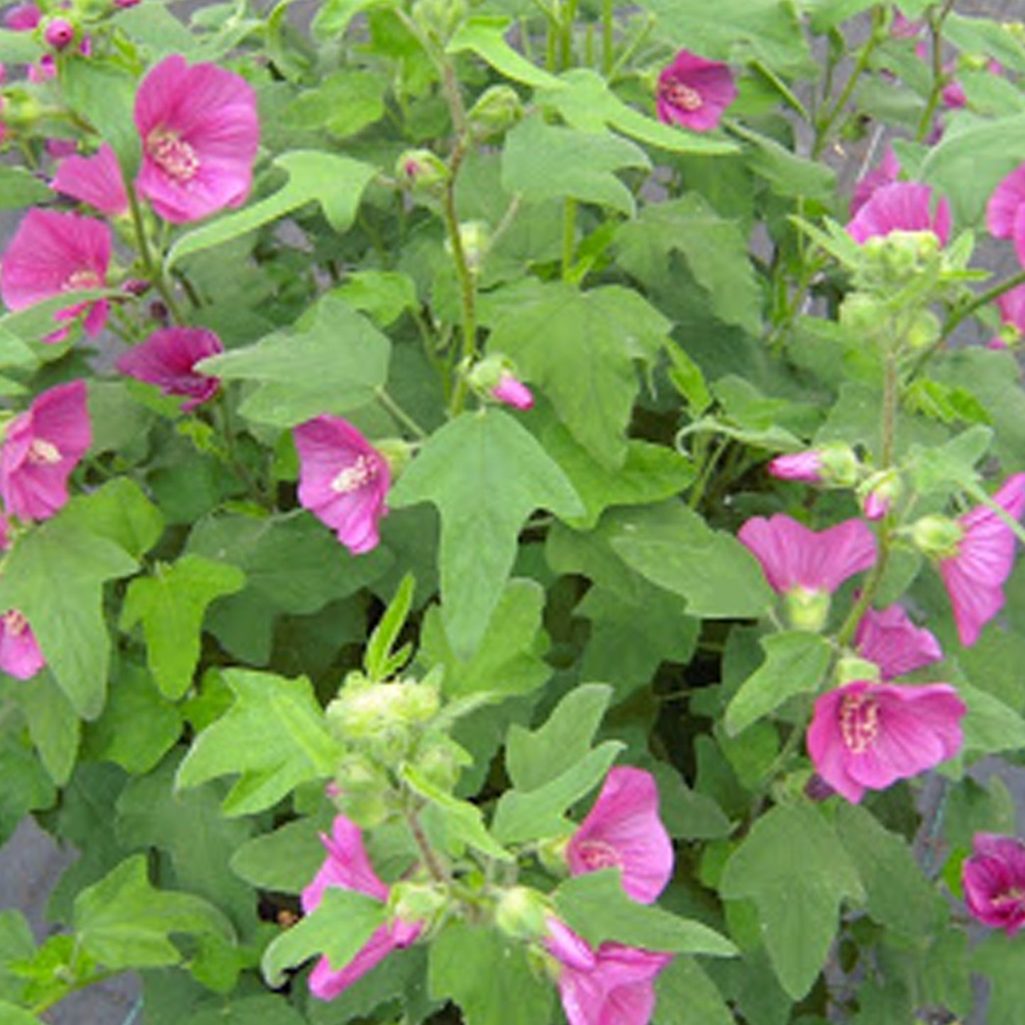 Lavatera Ruby Star