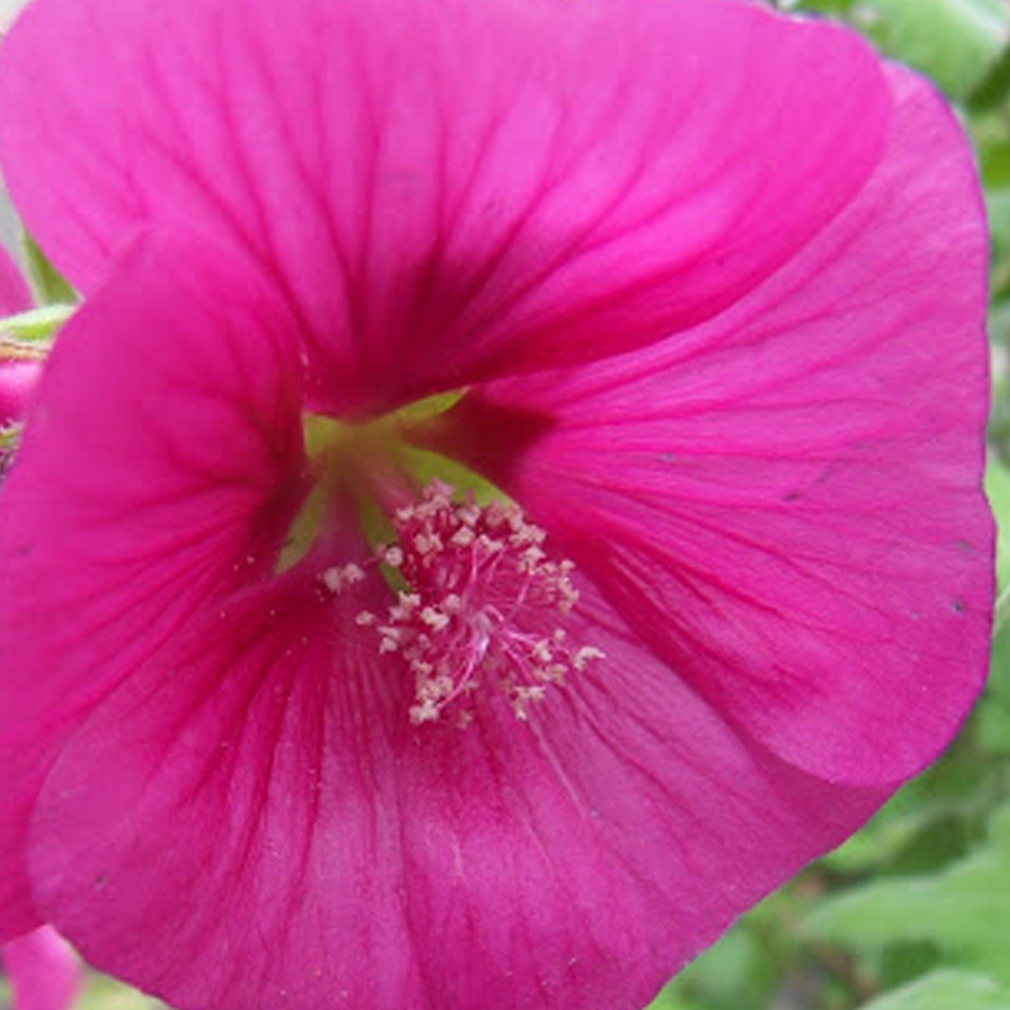 Lavatera Ruby Star