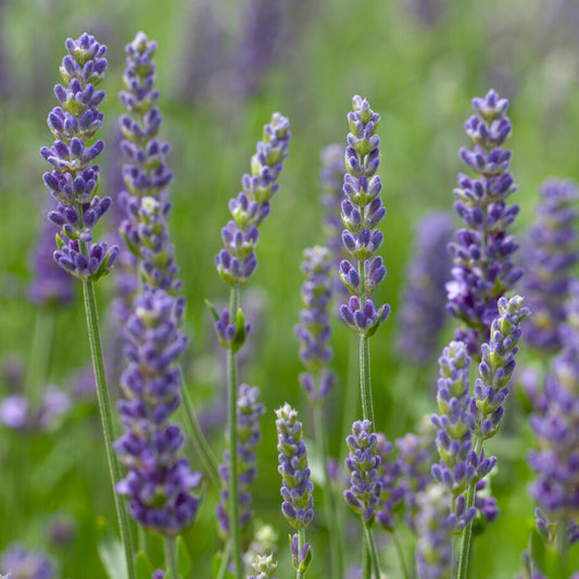 Herb - Lavender Blue Spear