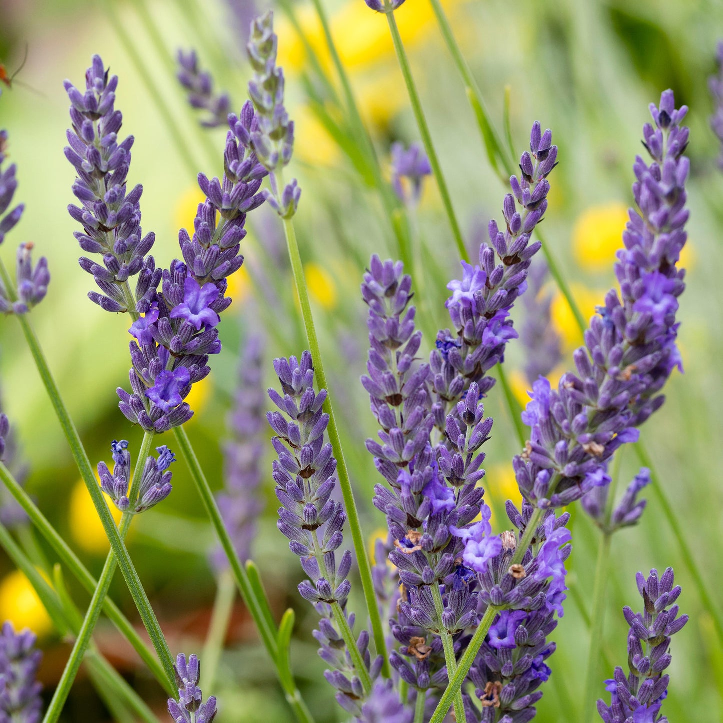 Herb - Lavender Grosso