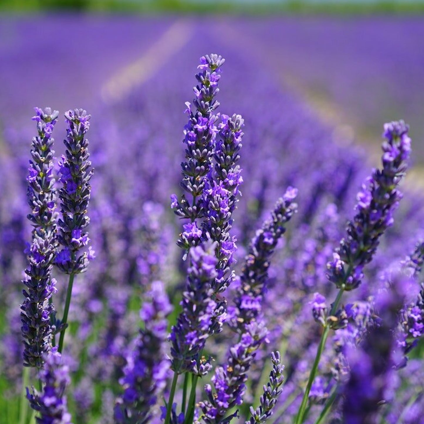 Herb - Lavender Grosso