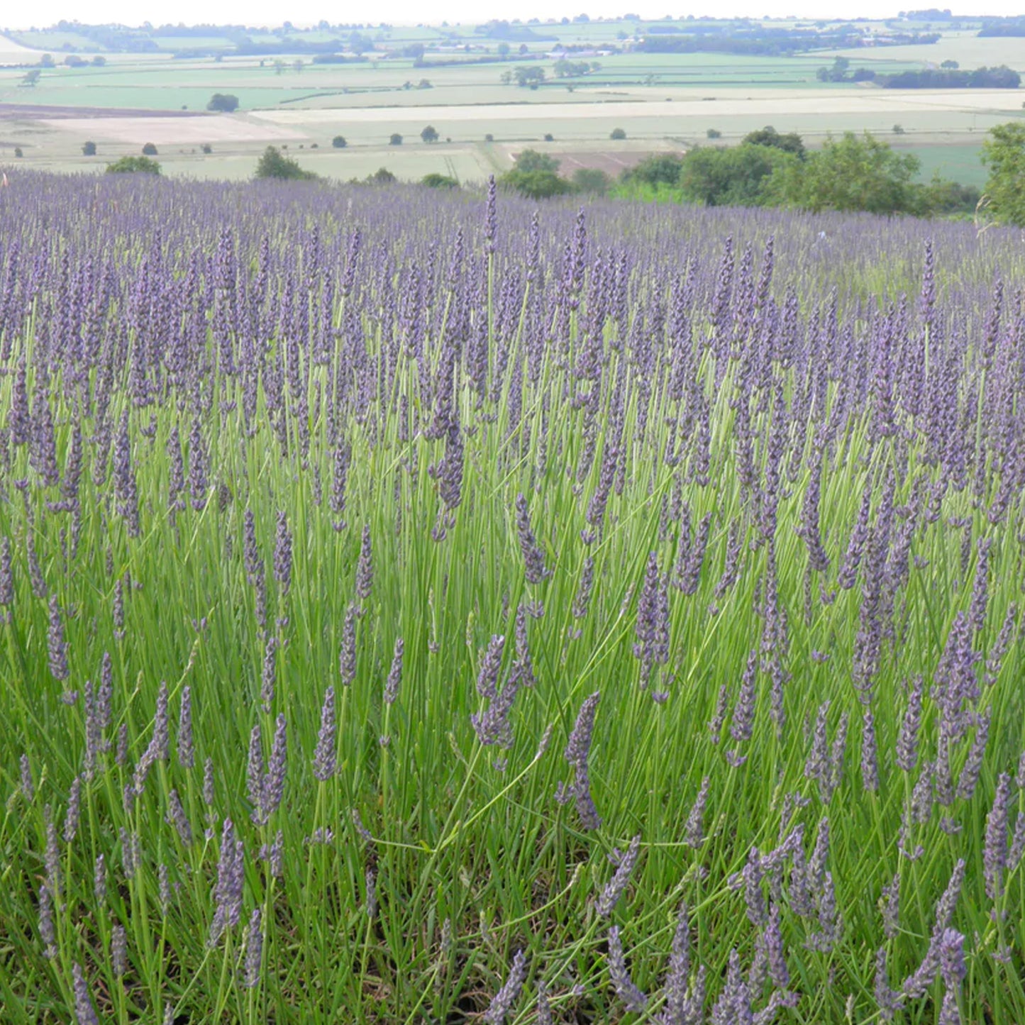 Herb - Lavender Grosso