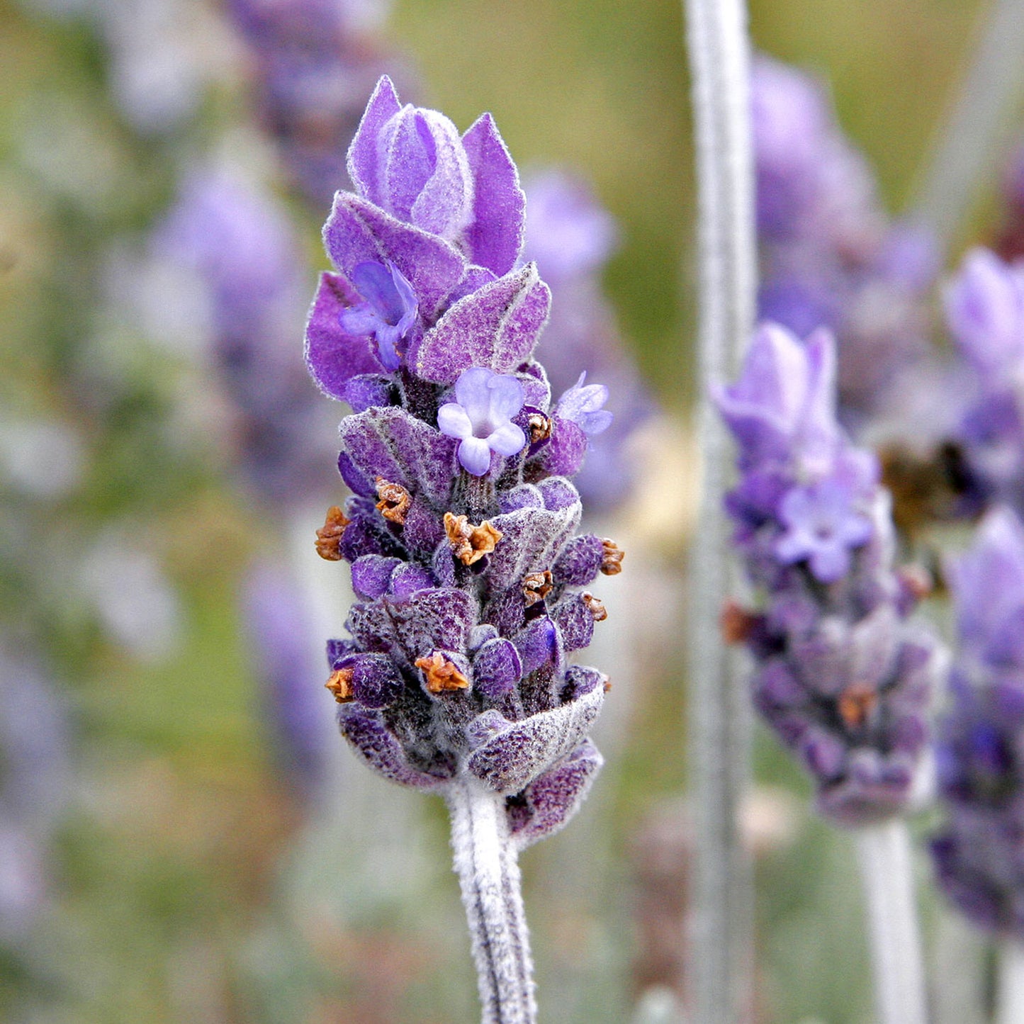 Herb - Lavender Grosso