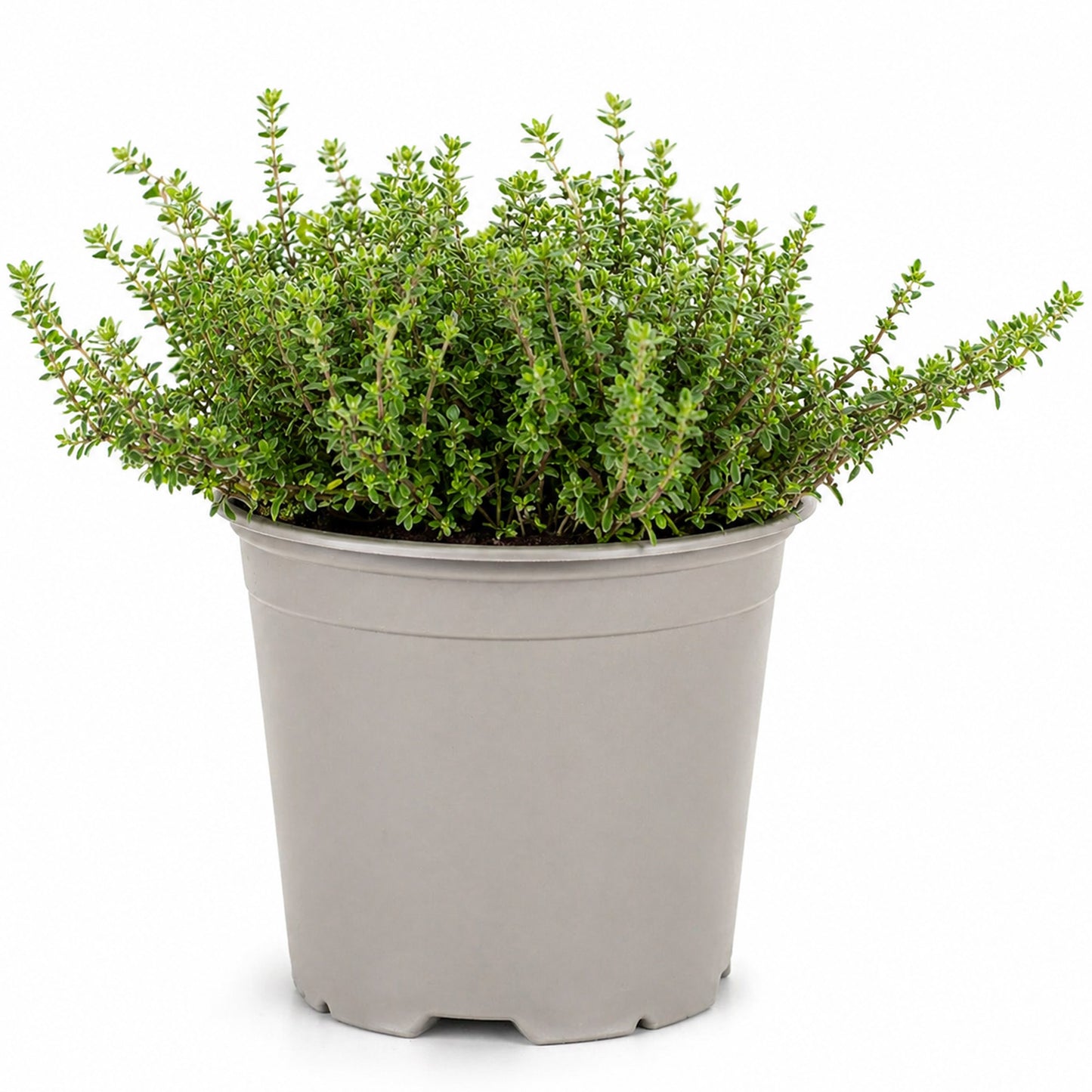 Herb - Thyme Silver Queen