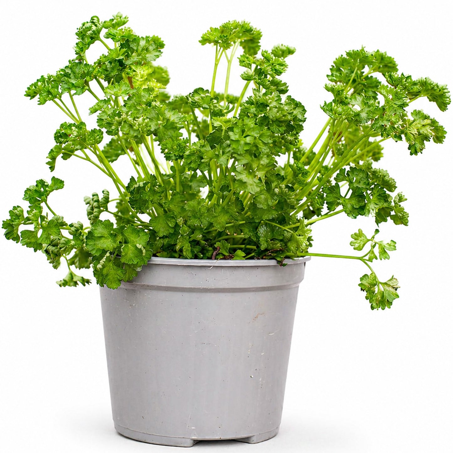 Herb - Parsley Curled