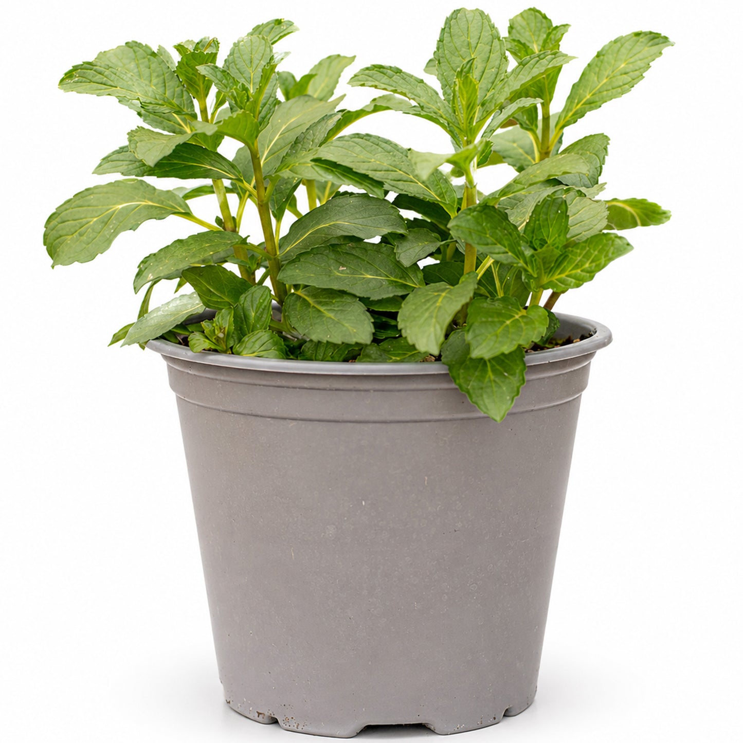 Herb - Mint Pepper