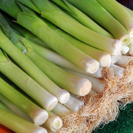 Herb - Leeks