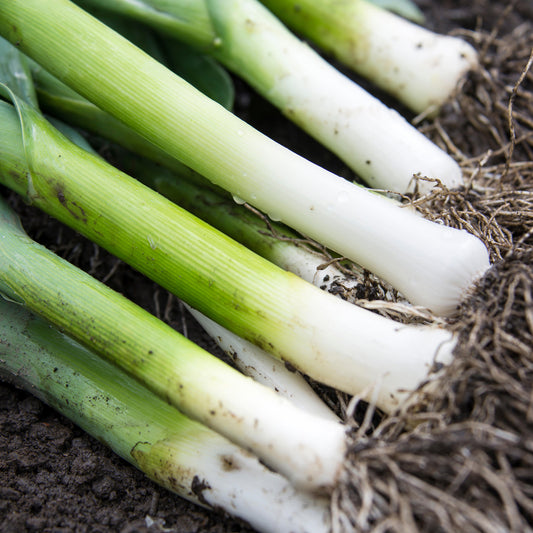 Vegetable - Leeks