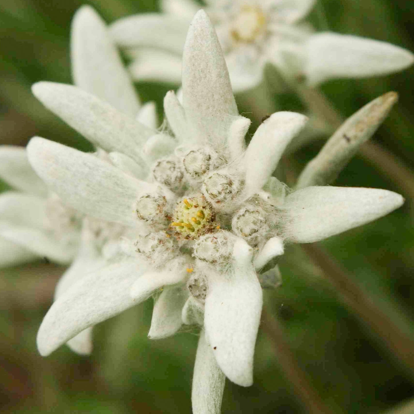 Leontopodium Blossom of Snow