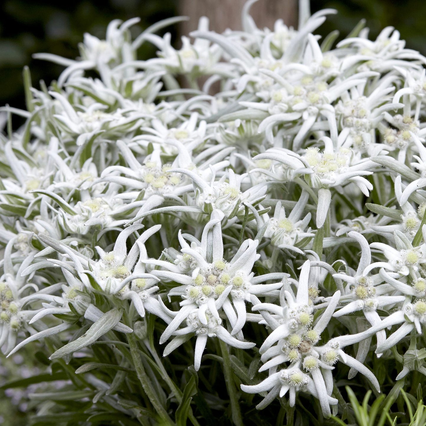 Leontopodium Blossom of Snow