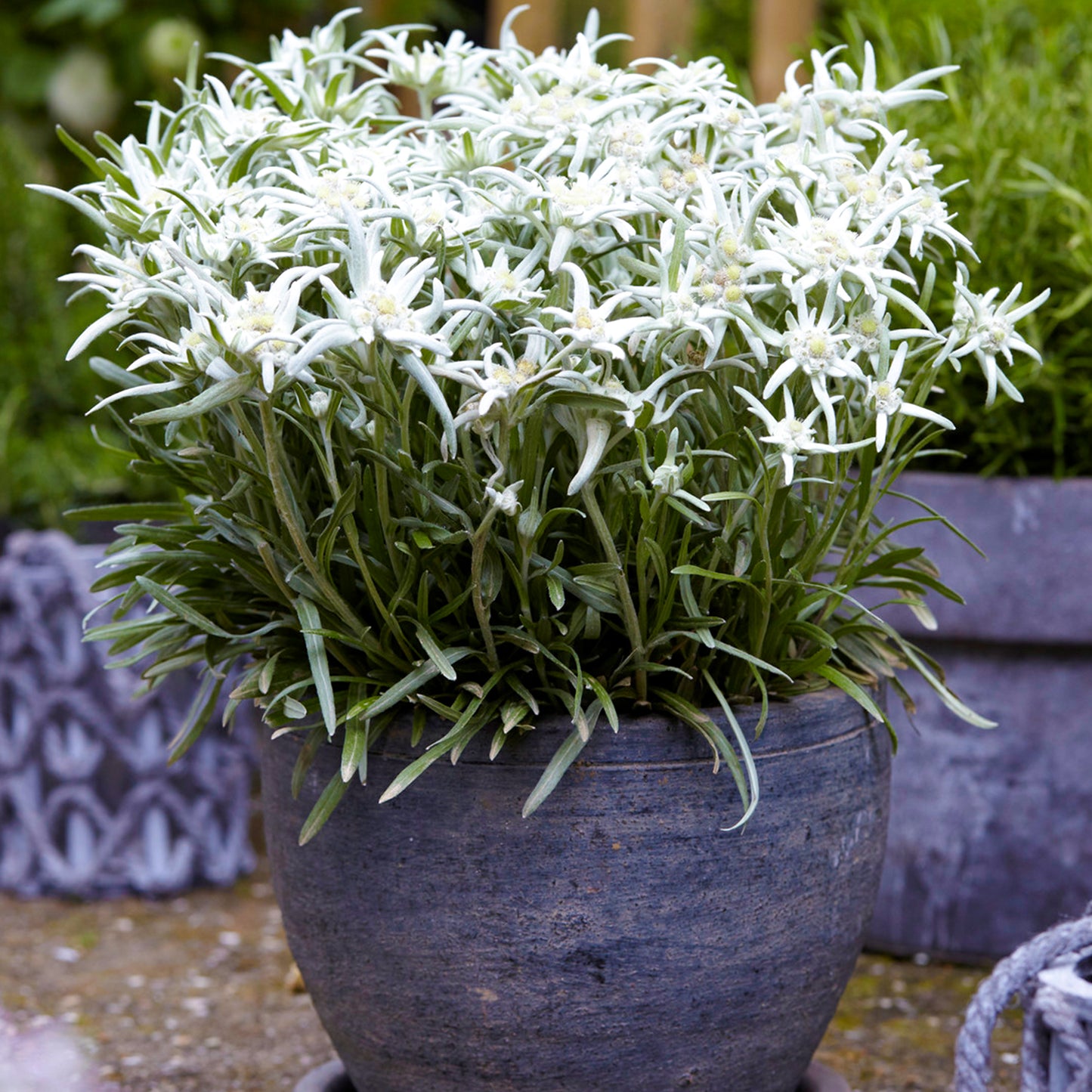 Leontopodium Blossom of Snow