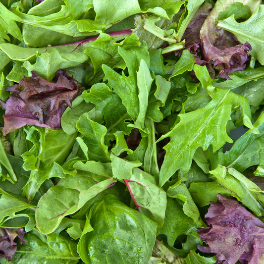 Vegetable - Lettuce Baby Leaf Salad