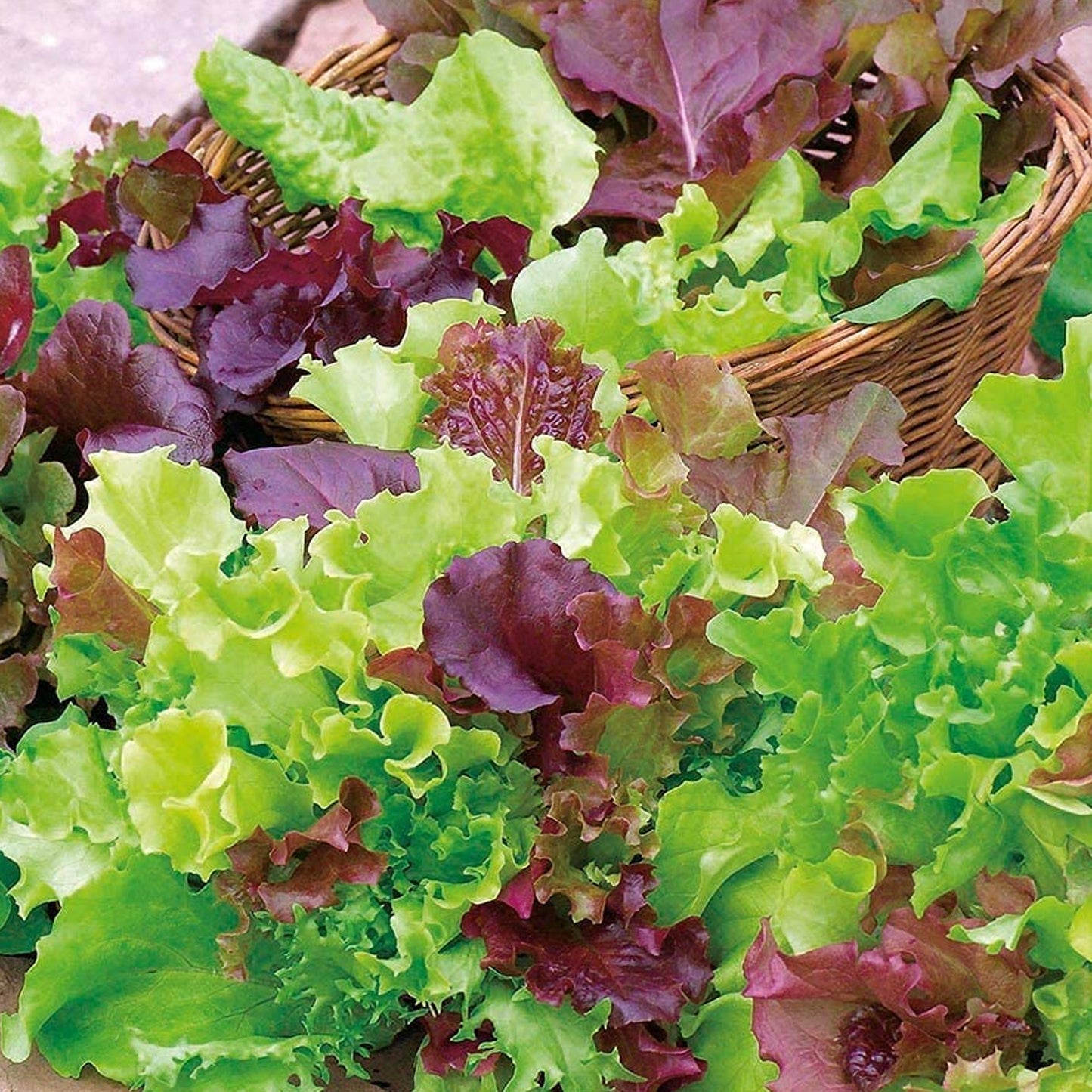 Vegetable - Lettuce Baby Leaf Salad