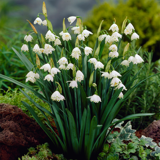 Leucojum Aestivum -MASTER-