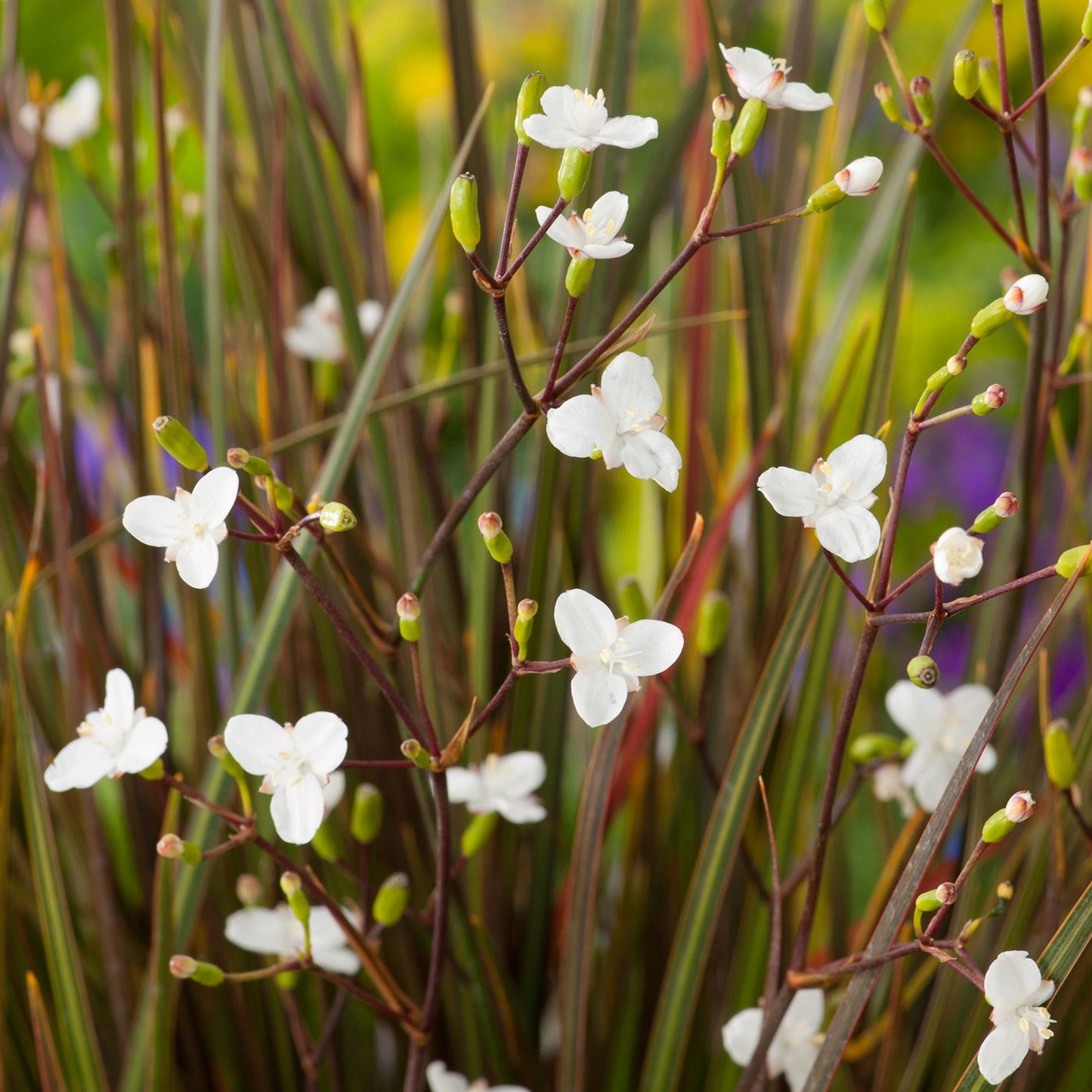 Libertia Taupo Sunset