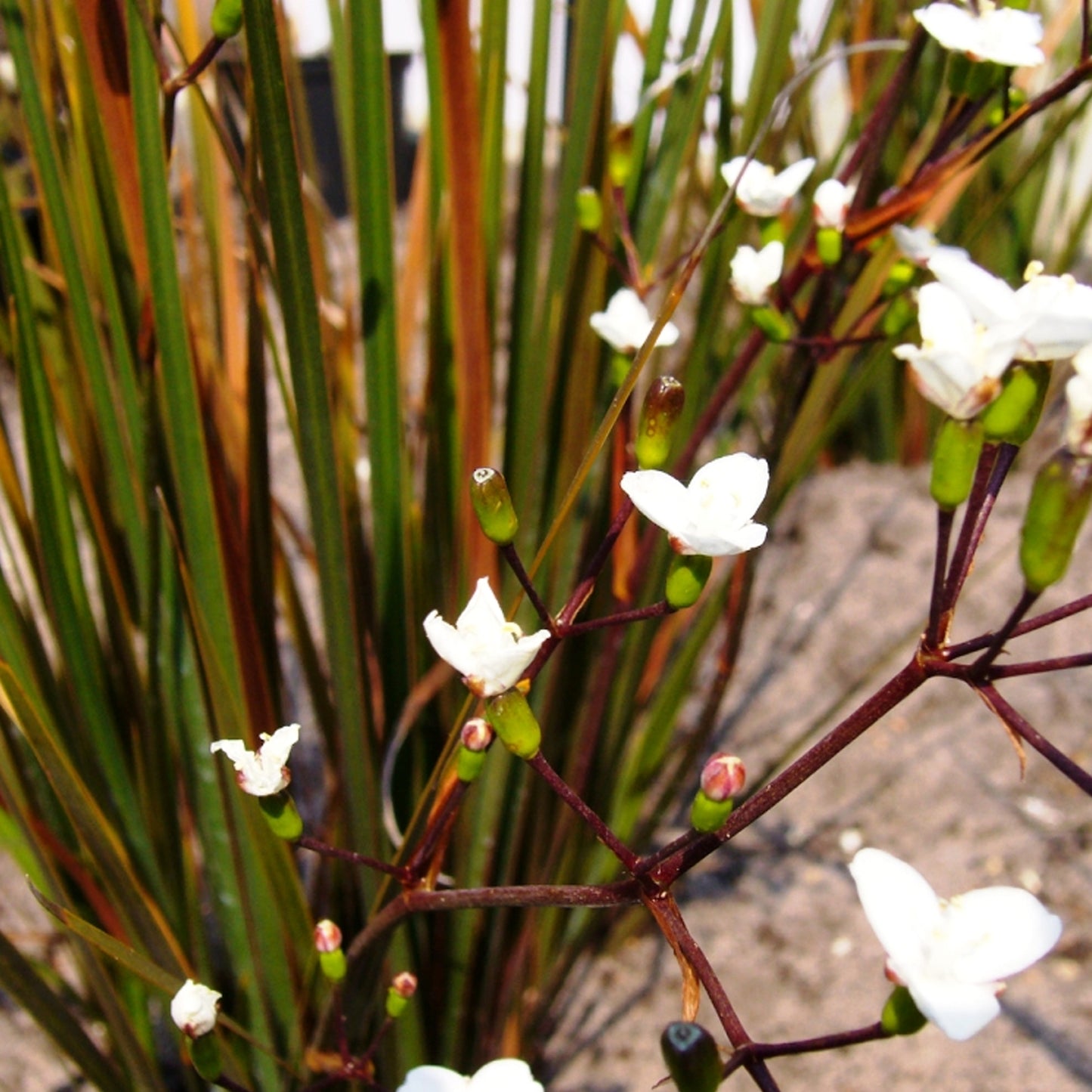 Libertia Taupo Sunset