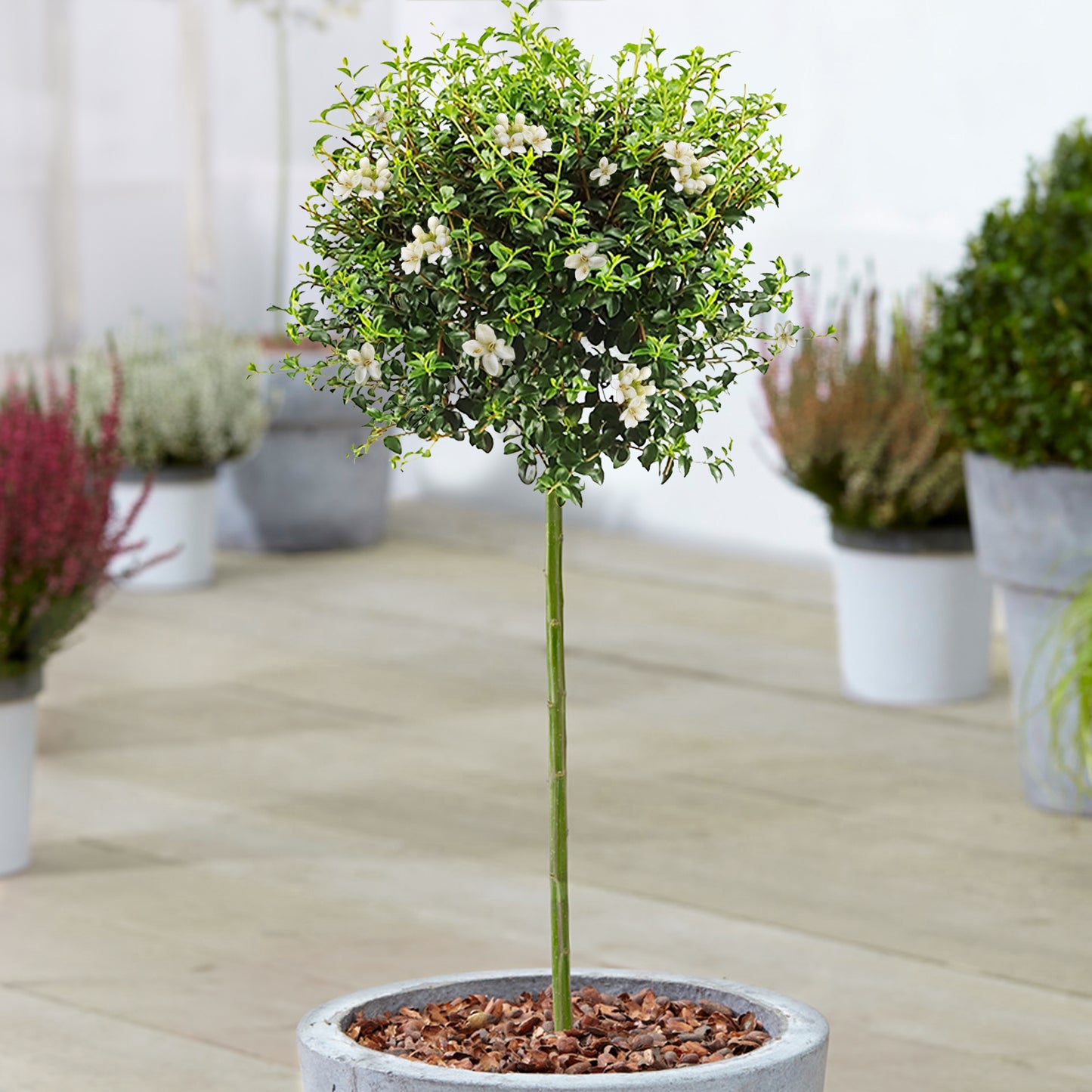 Ligustrum Delavayanum Patio Tree