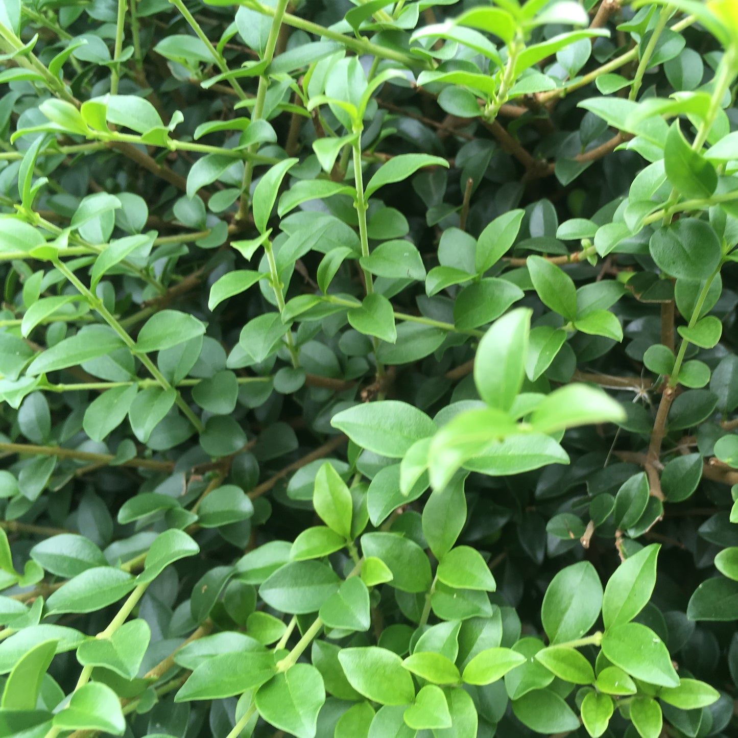 Ligustrum Delavayanum Patio Tree