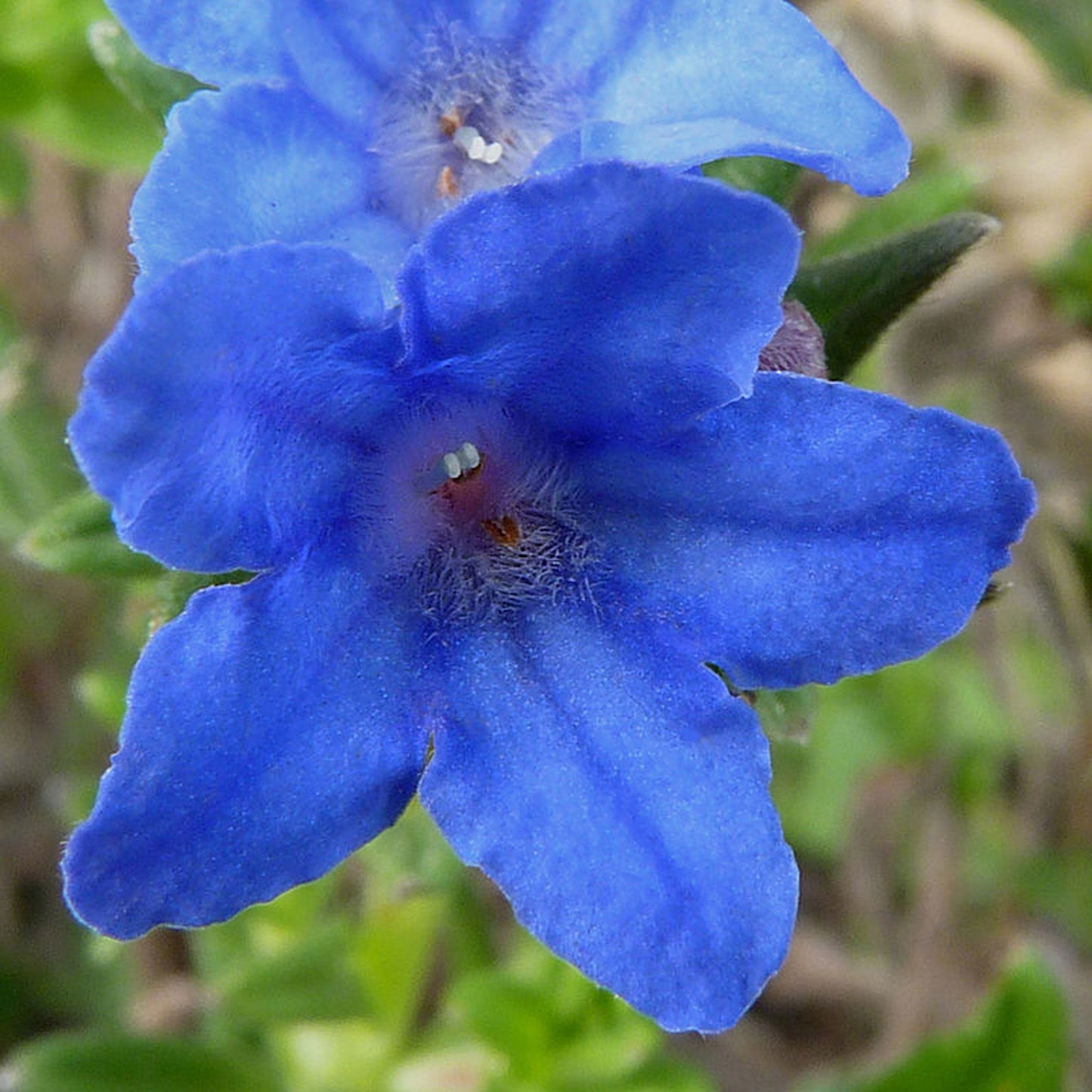 Lithodora Heavenly Blue