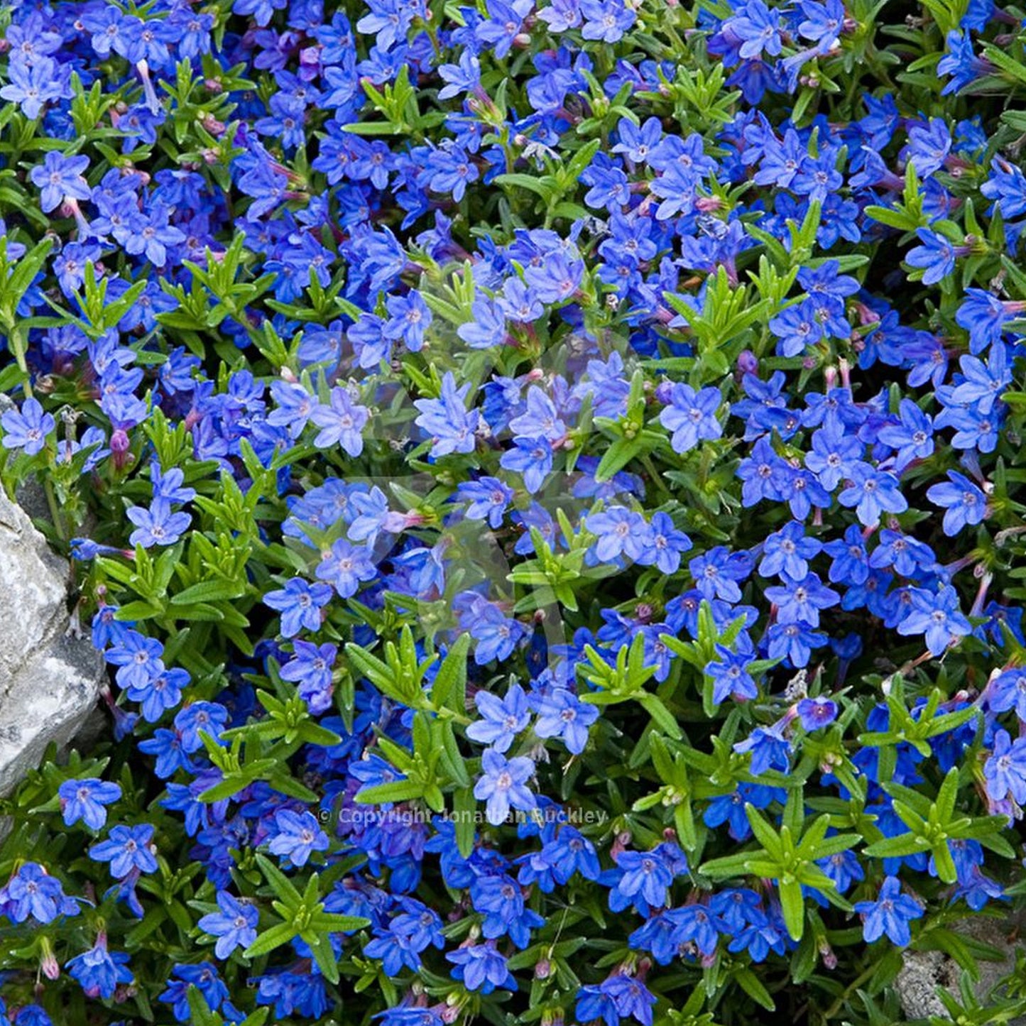 Lithodora Heavenly Blue