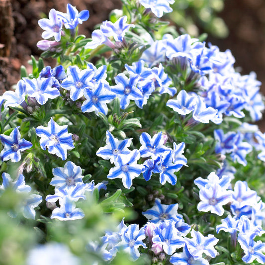 Lithodora Blue Star