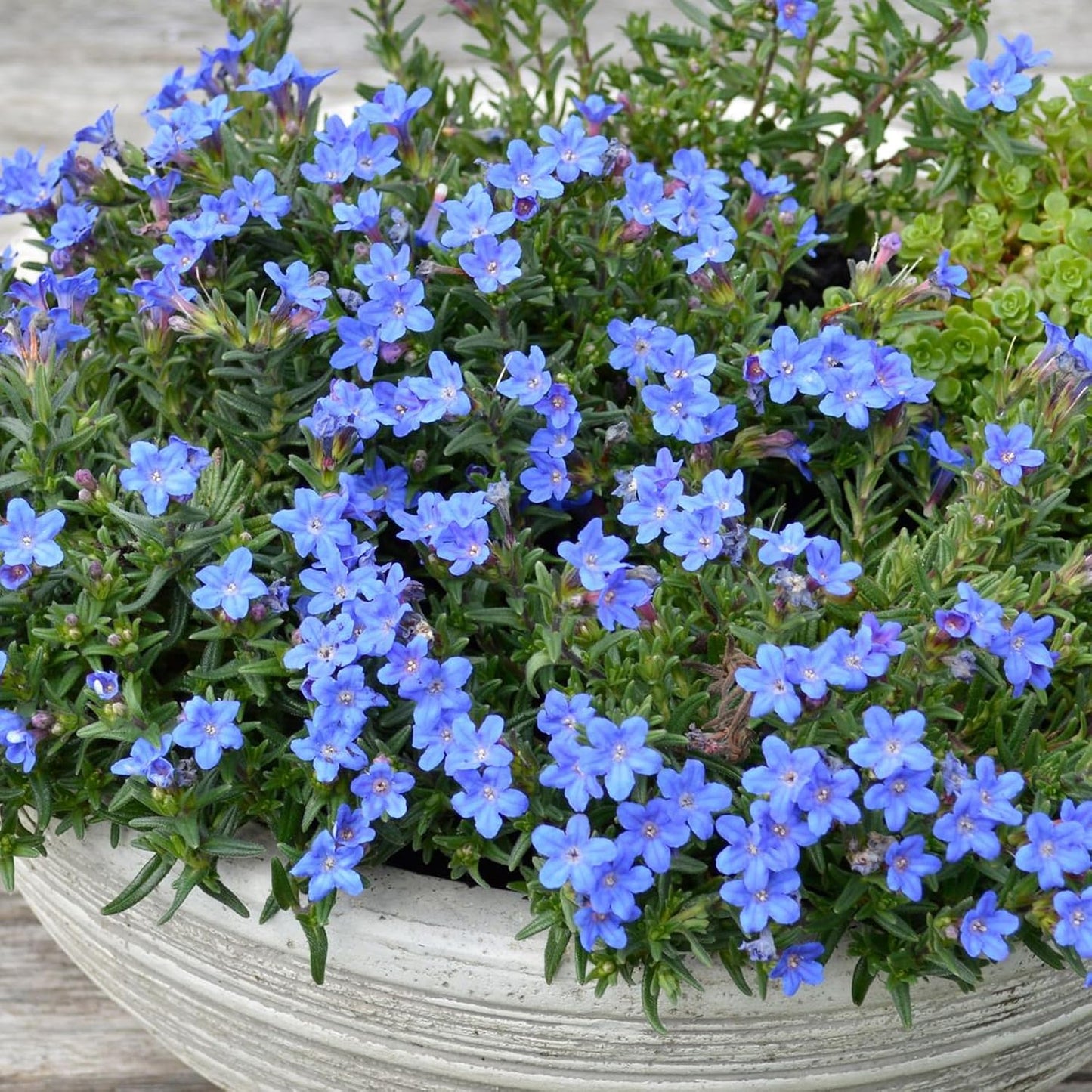 Lithodora Heavenly Blue (13cm)