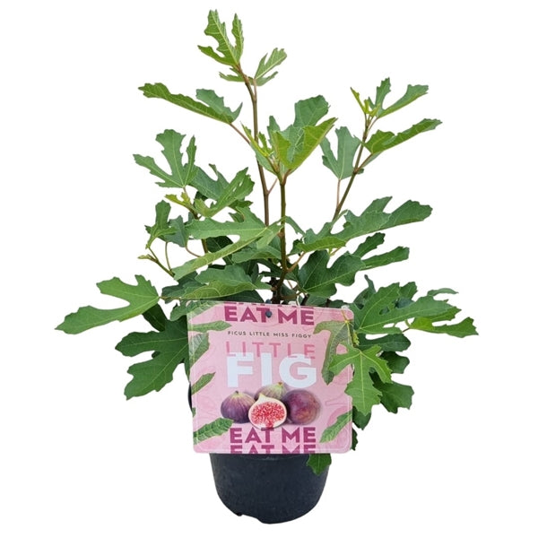 Ficus Little Miss Figgy