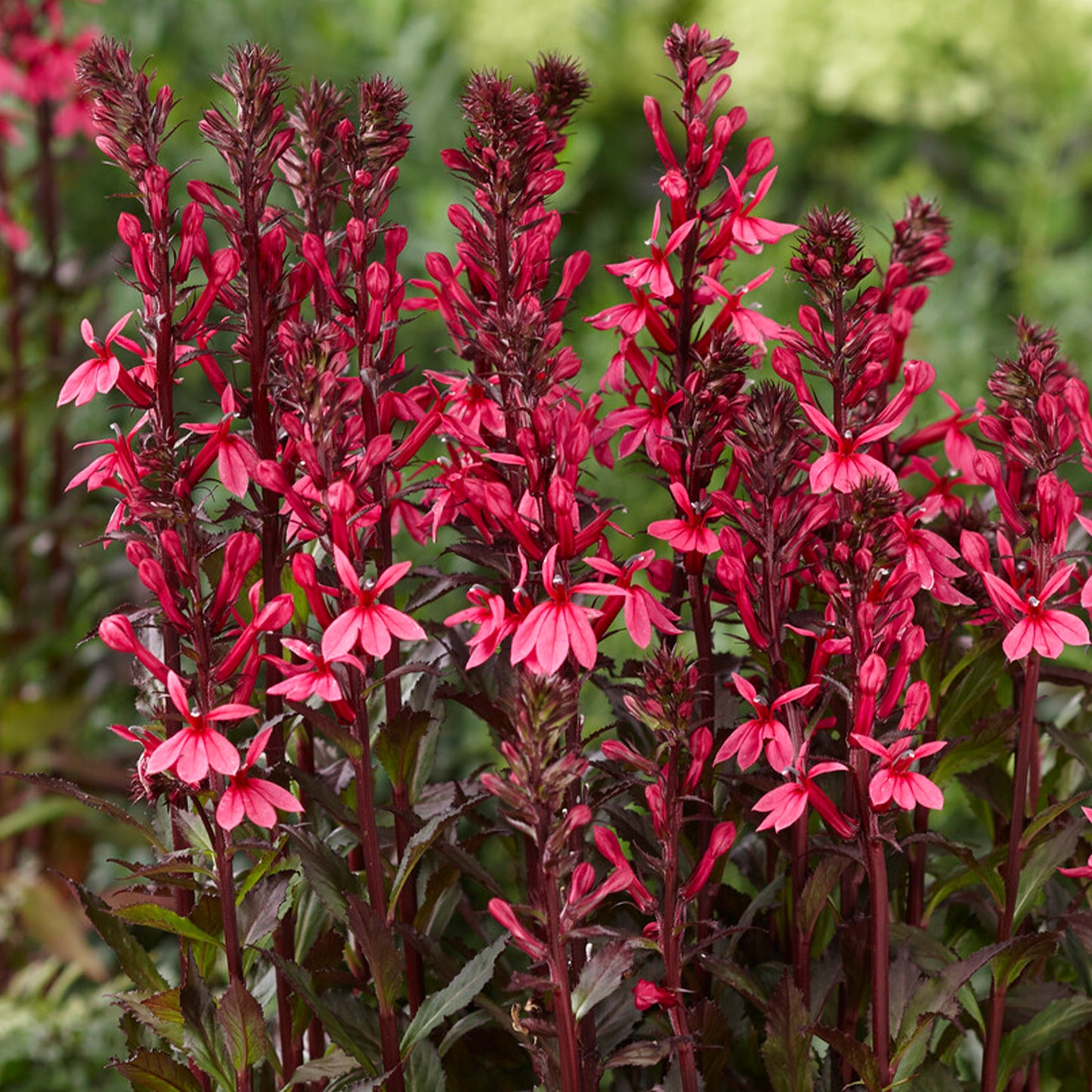 Lobelia Rose Princess