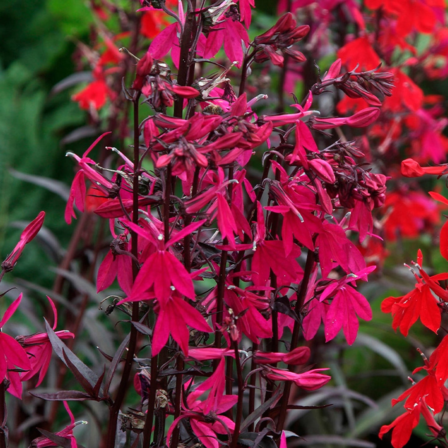 Lobelia Rose Princess