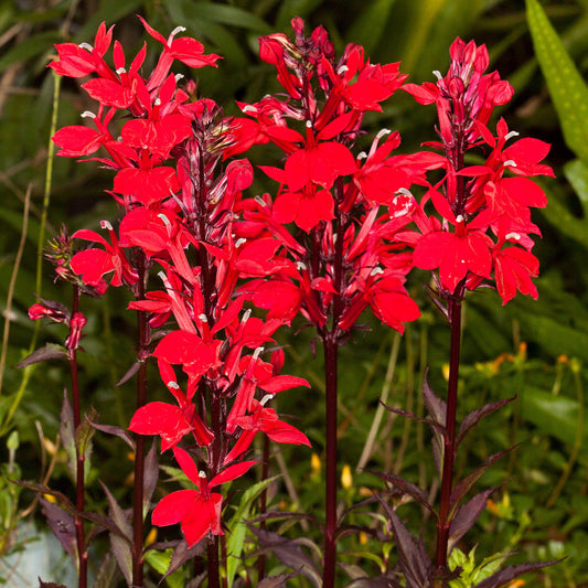 Lobelia Starship Scarlett Bronze Leaf