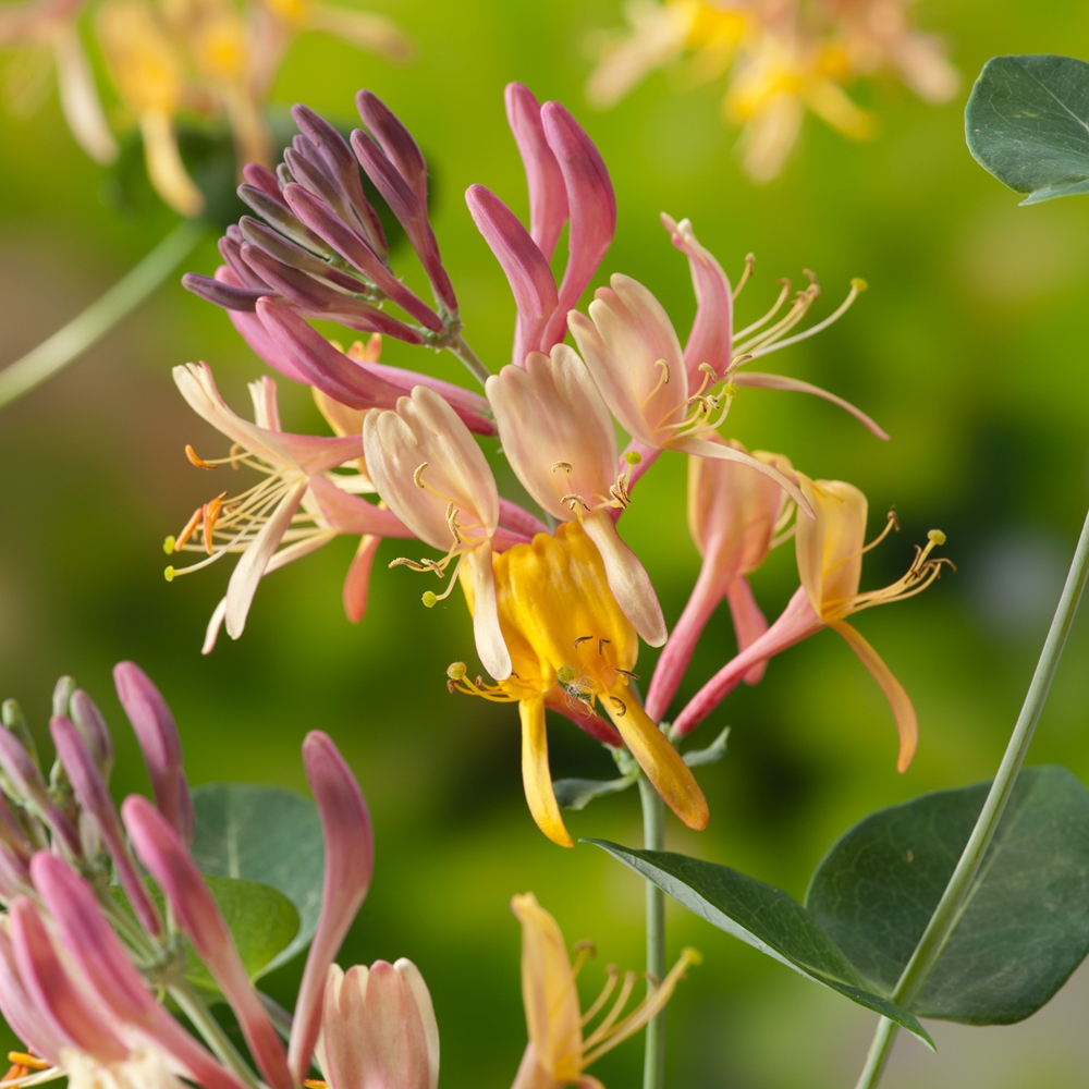 Lonicera Henryi (9cm)