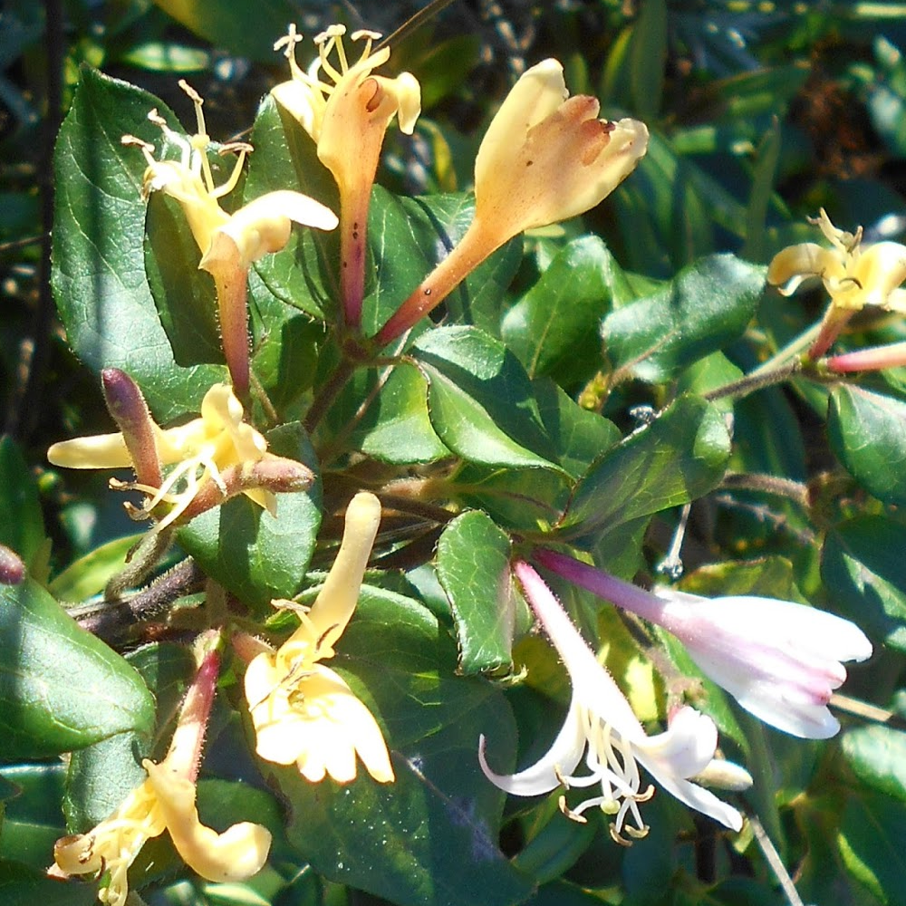 Lonicera Henryi (9cm)