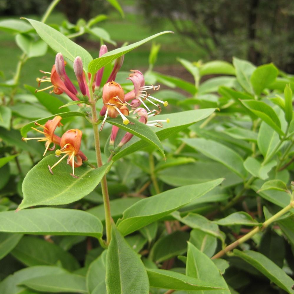 Lonicera Henryi (9cm)